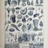 LU21923MOLL-V-Mollusques Mollusques fossiles et vivants, coquillages et culture de l’escargot, planche zoologique de 1923