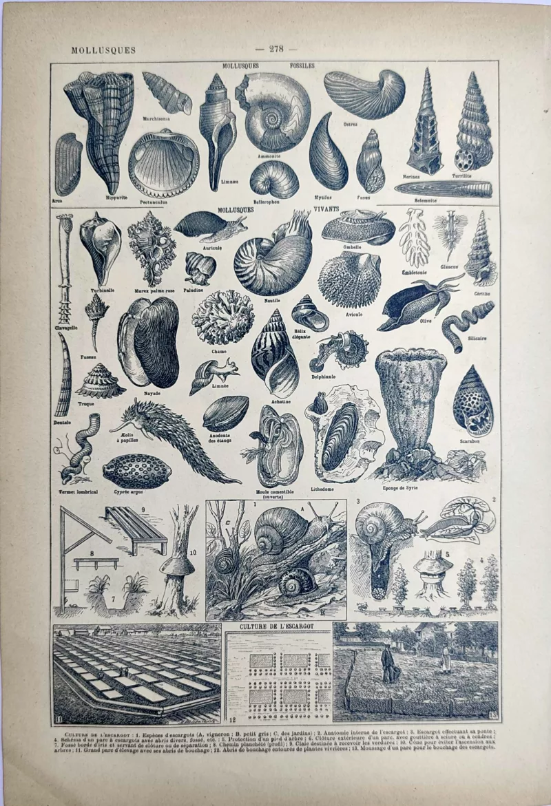 LU21923MOLL-V-Mollusques Mollusques fossiles et vivants, coquillages et culture de l’escargot, planche zoologique de 1923