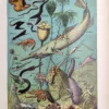 Faune des grandes profondeurs avec poissons abyssaux et organismes marins, planche en couleurs de 1923