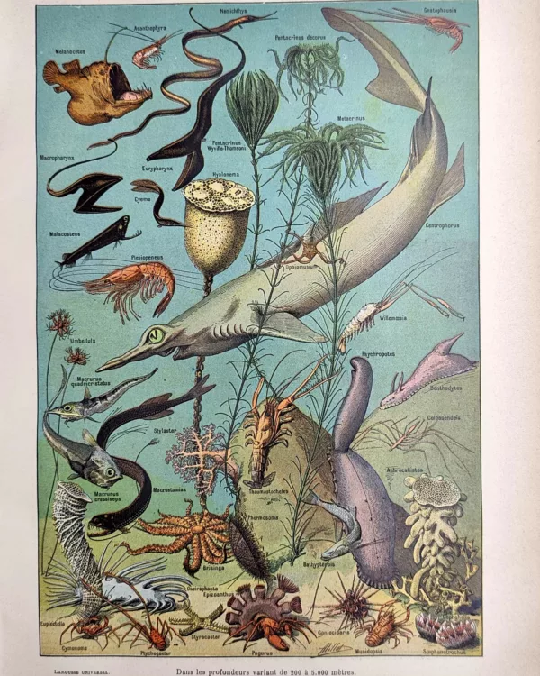 Faune des grandes profondeurs avec poissons abyssaux et organismes marins, planche en couleurs de 1923