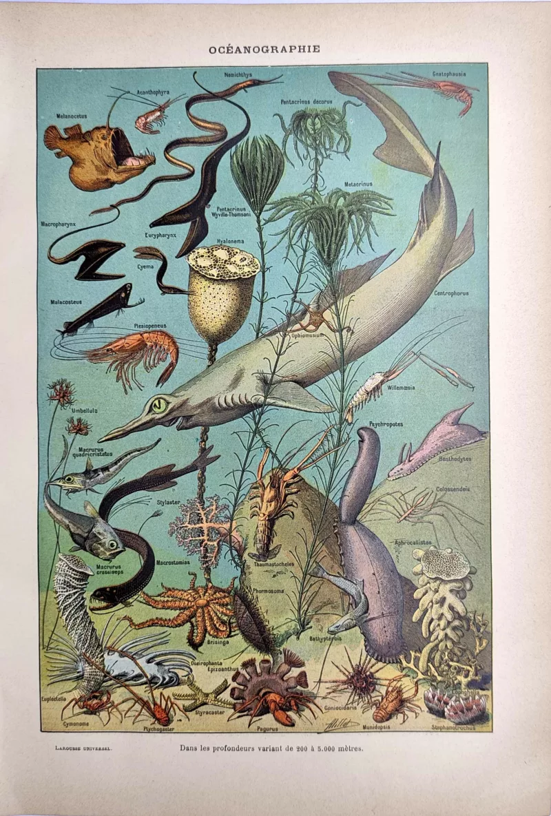 Faune des grandes profondeurs avec poissons abyssaux et organismes marins, planche en couleurs de 1923