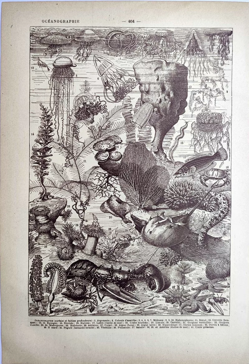 Faune marine des faibles profondeurs avec méduses, crustacés et échinodermes, planche ancienne de 1923
