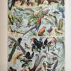 LU21923OISE-R1-Oiseaux Rapaces, perroquets et oiseaux exotiques du monde, planche ornithologique en couleurs de 1923