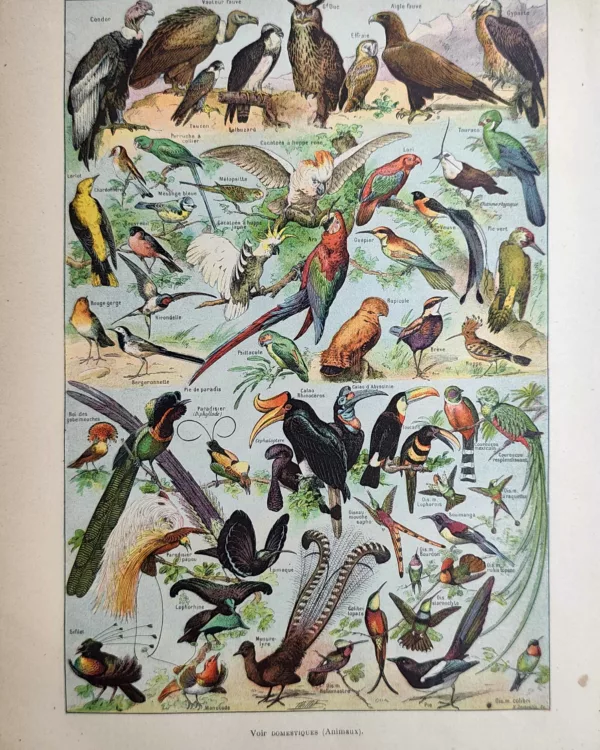 Rapaces, perroquets et oiseaux exotiques du monde, planche ornithologique en couleurs de 1923