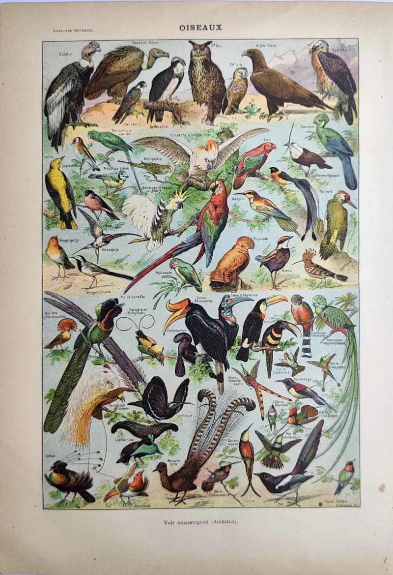 LU21923OISE-R1-Oiseaux Rapaces, perroquets et oiseaux exotiques du monde, planche ornithologique en couleurs de 1923