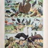 LU21923OISE-R2-Oiseaux Faisans, oiseaux d’eau, échassiers et grands oiseaux, planche ornithologique en couleurs de 1923