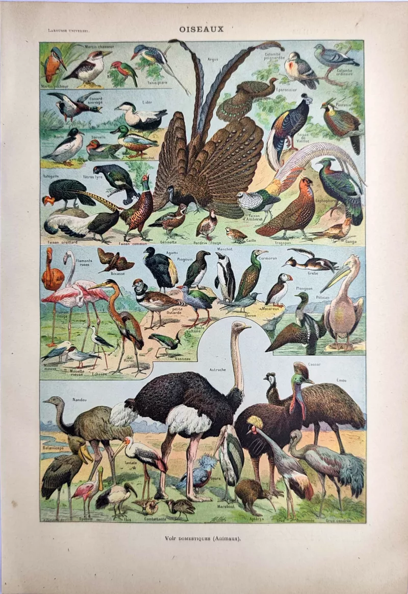 LU21923OISE-R2-Oiseaux Faisans, oiseaux d’eau, échassiers et grands oiseaux, planche ornithologique en couleurs de 1923