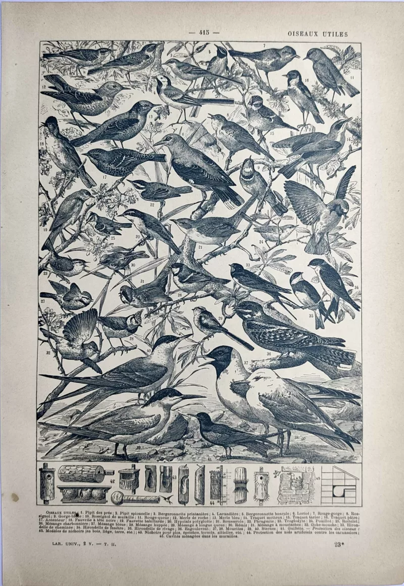 LU21923OISE-V1-Oiseaux Oiseaux utiles, passereaux et dispositifs de protection des nids, planche ancienne de 1923