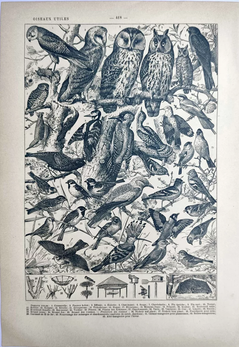 LU21923OISE-V2-Oiseaux Rapaces nocturnes, passereaux et oiseaux insectivores, planche ornithologique ancienne de 1923