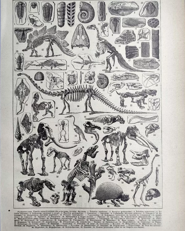 LU21923PALE-R-Paleontologie Fossiles, squelettes et animaux préhistoriques, planche de paléontologie ancienne de 1923