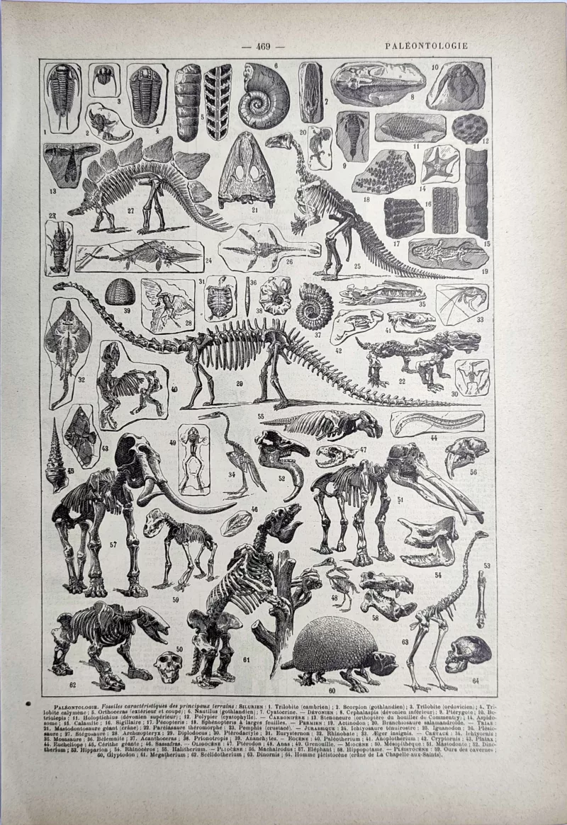 Fossiles, squelettes et animaux préhistoriques, planche de paléontologie ancienne de 1923
