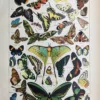 LU21923PAPL-R-Papillons Papillons colorés et lépidoptères du monde, planche zoologique ancienne de 1923