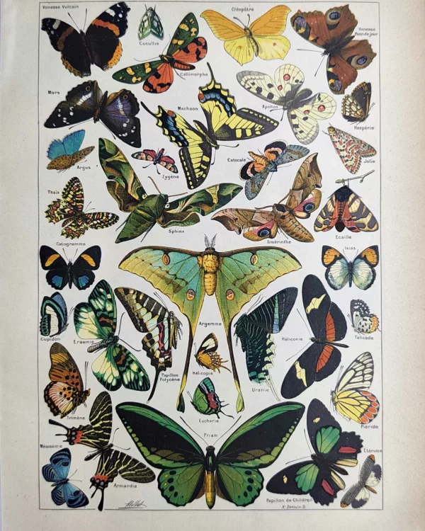 Papillons colorés et lépidoptères du monde, planche zoologique ancienne de 1923