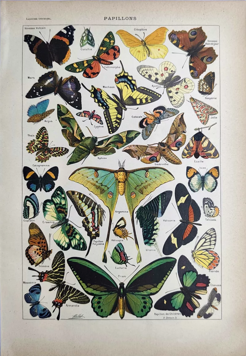 LU21923PAPL-R-Papillons Papillons colorés et lépidoptères du monde, planche zoologique ancienne de 1923