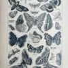 LU21923PAPL-V-Papillons Papillons et papillons de nuit en noir et blanc, planche zoologique ancienne de 1923
