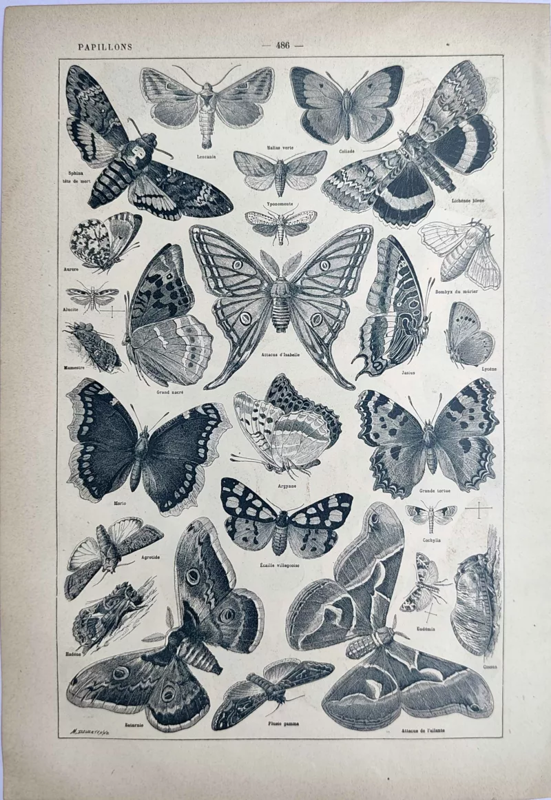 LU21923PAPL-V-Papillons Papillons et papillons de nuit en noir et blanc, planche zoologique ancienne de 1923