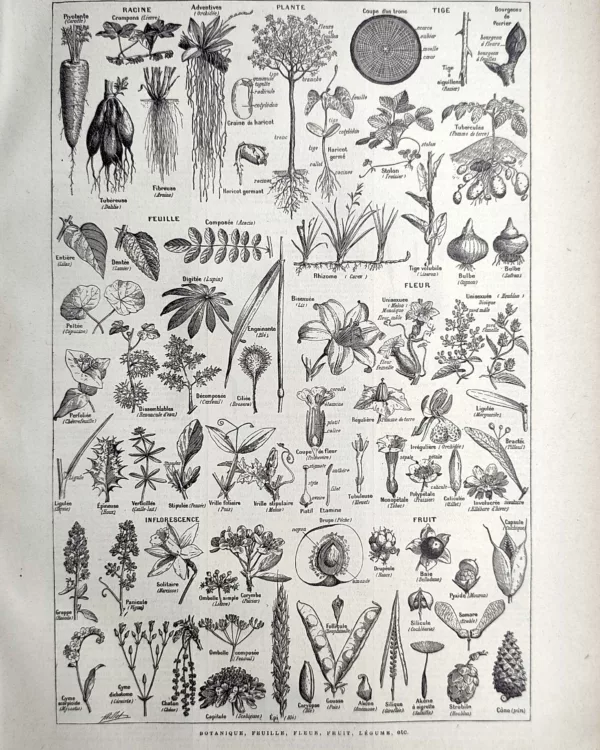 Anatomie des plantes, racines, feuilles, fleurs et fruits, planche botanique de 1923