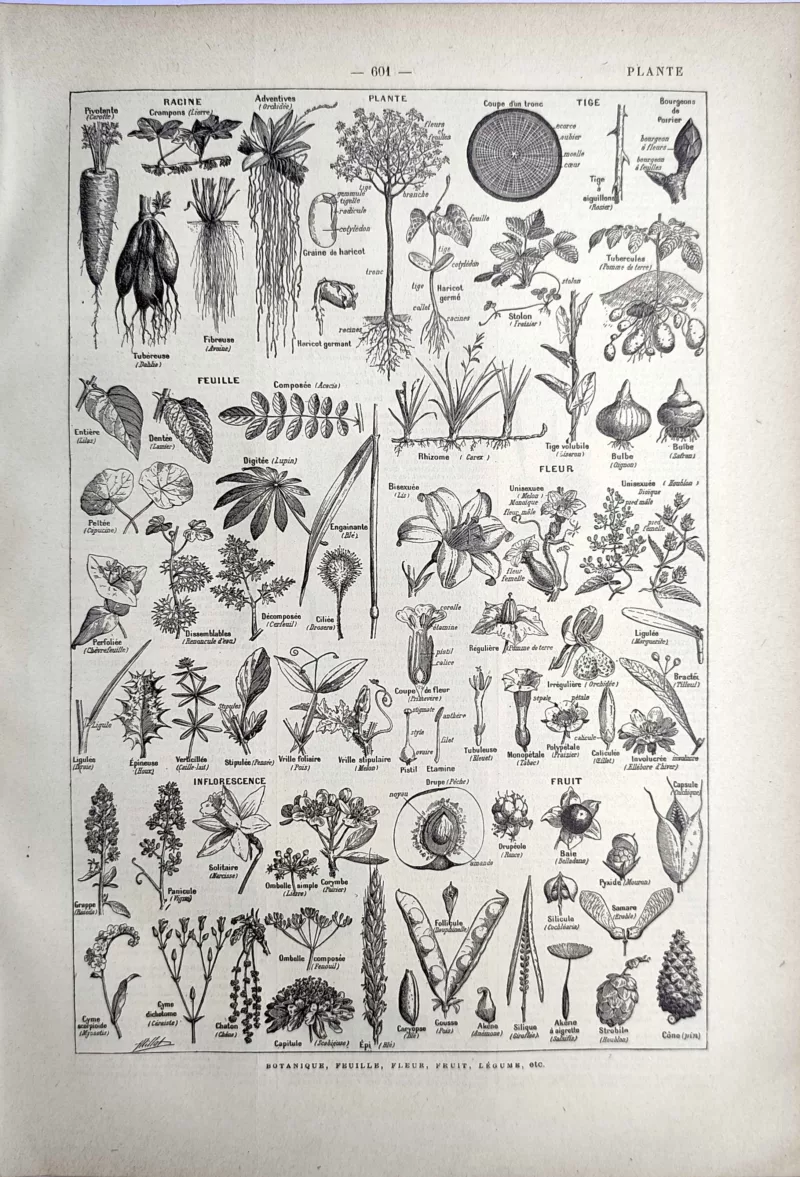 LU21923PLAN-R-Plantes-botanique Anatomie des plantes, racines, feuilles, fleurs et fruits, planche botanique de 1923