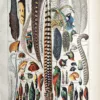 LU21923PLUM-R-Plumes Plumes et oiseaux aux plumages décoratifs, planche en couleurs de 1923