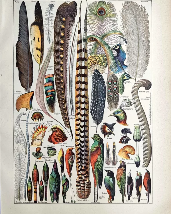 Plumes et oiseaux aux plumages décoratifs, planche en couleurs de 1923
