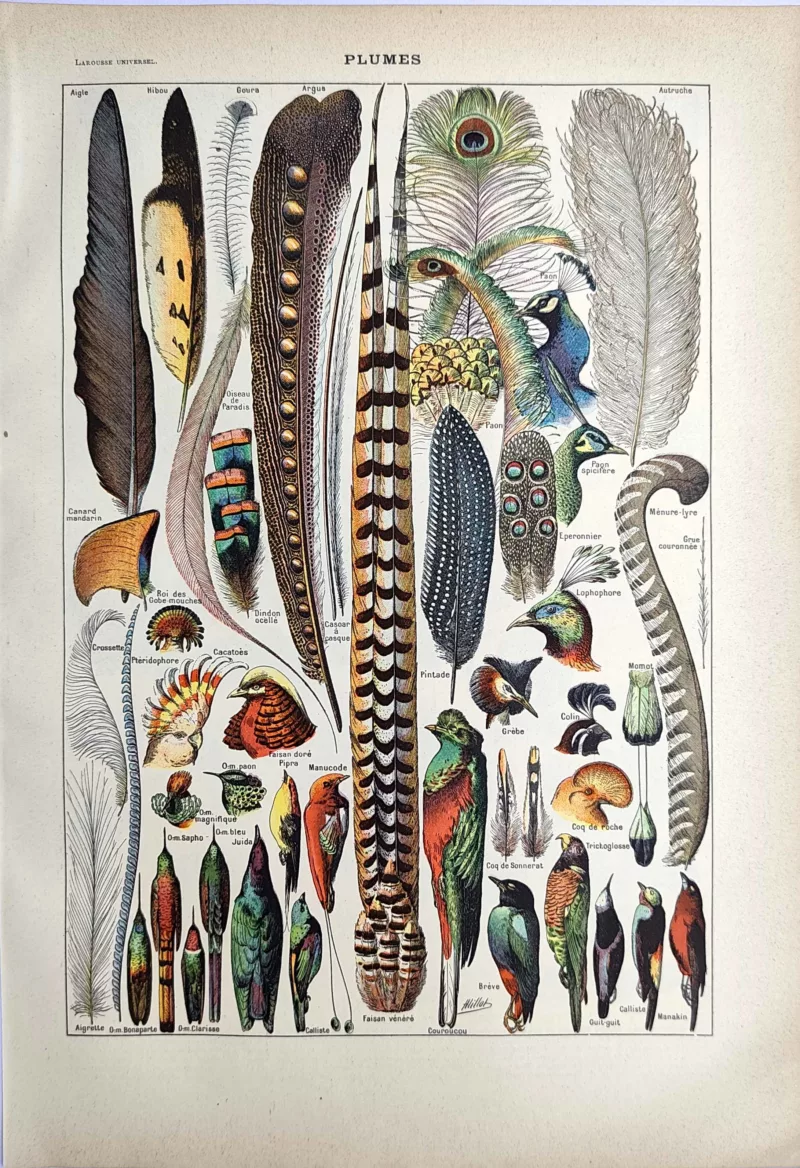 LU21923PLUM-R-Plumes Plumes et oiseaux aux plumages décoratifs, planche en couleurs de 1923