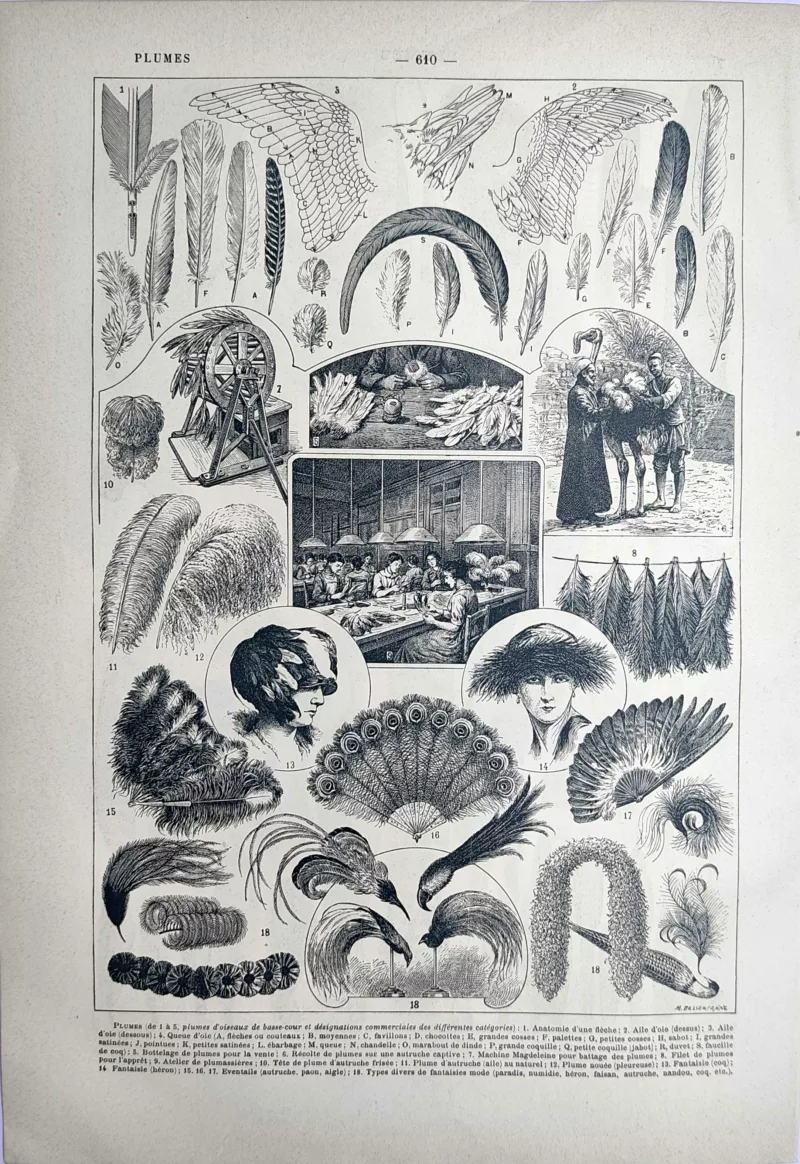 LU21923PLUM-V-Plumes Anatomie et usages des plumes d’oiseaux, planche ancienne de 1923