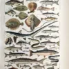 LU21923POIS-R-Poissons Poissons marins et d’eau douce, planche zoologique en couleurs de 1923