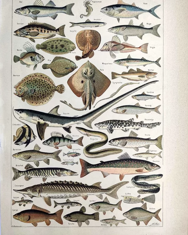 Poissons marins et d’eau douce, planche zoologique en couleurs de 1923