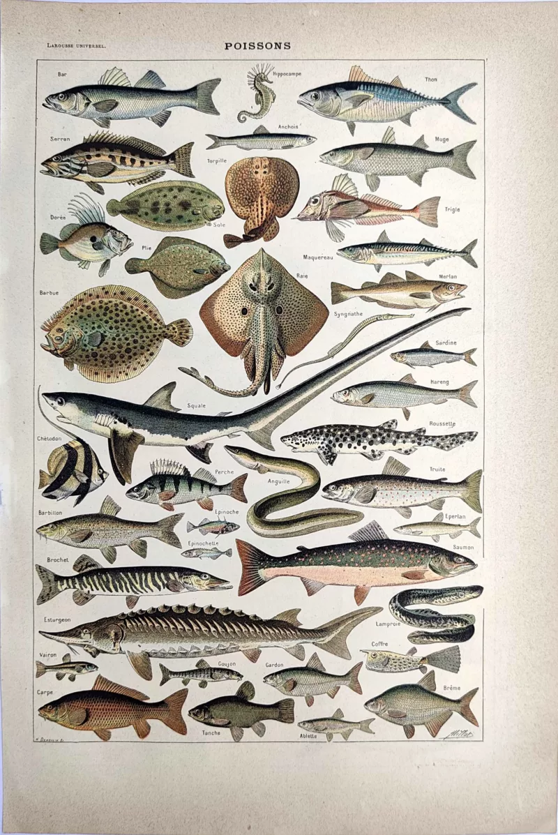 LU21923POIS-R-Poissons Poissons marins et d’eau douce, planche zoologique en couleurs de 1923