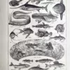 LU21923POIS-V-Poissons Poissons de mer, d’aquarium et d’eau douce, planche ancienne de 1923