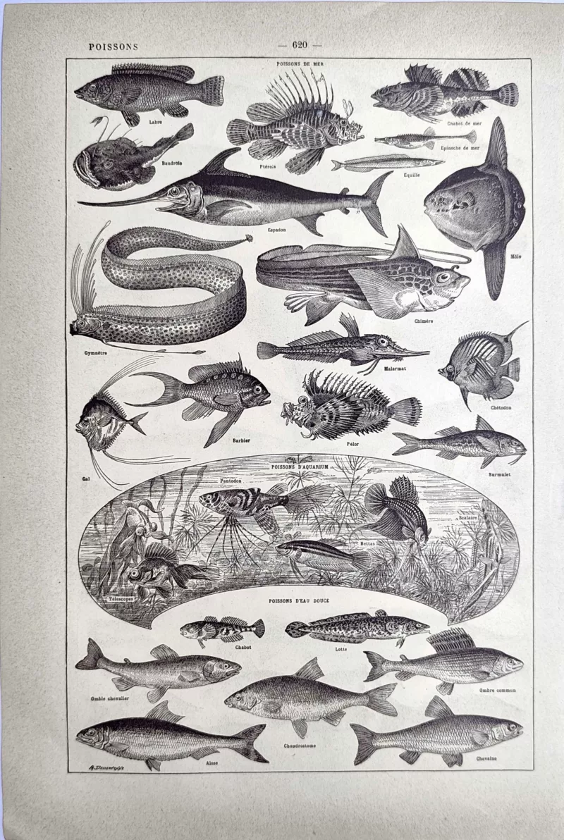 LU21923POIS-V-Poissons Poissons de mer, d’aquarium et d’eau douce, planche ancienne de 1923