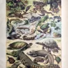 LU21923REPT-R-Reptiles Reptiles, serpents, tortues et crocodiles, planche zoologique en couleurs de 1923