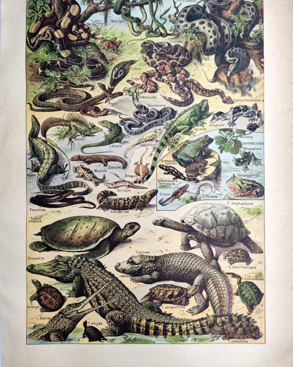 Reptiles, serpents, tortues et crocodiles, planche zoologique en couleurs de 1923