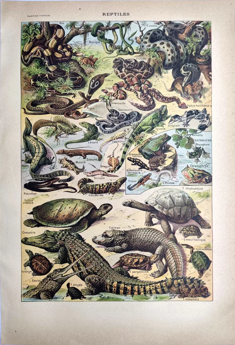 LU21923REPT-R-Reptiles Reptiles, serpents, tortues et crocodiles, planche zoologique en couleurs de 1923