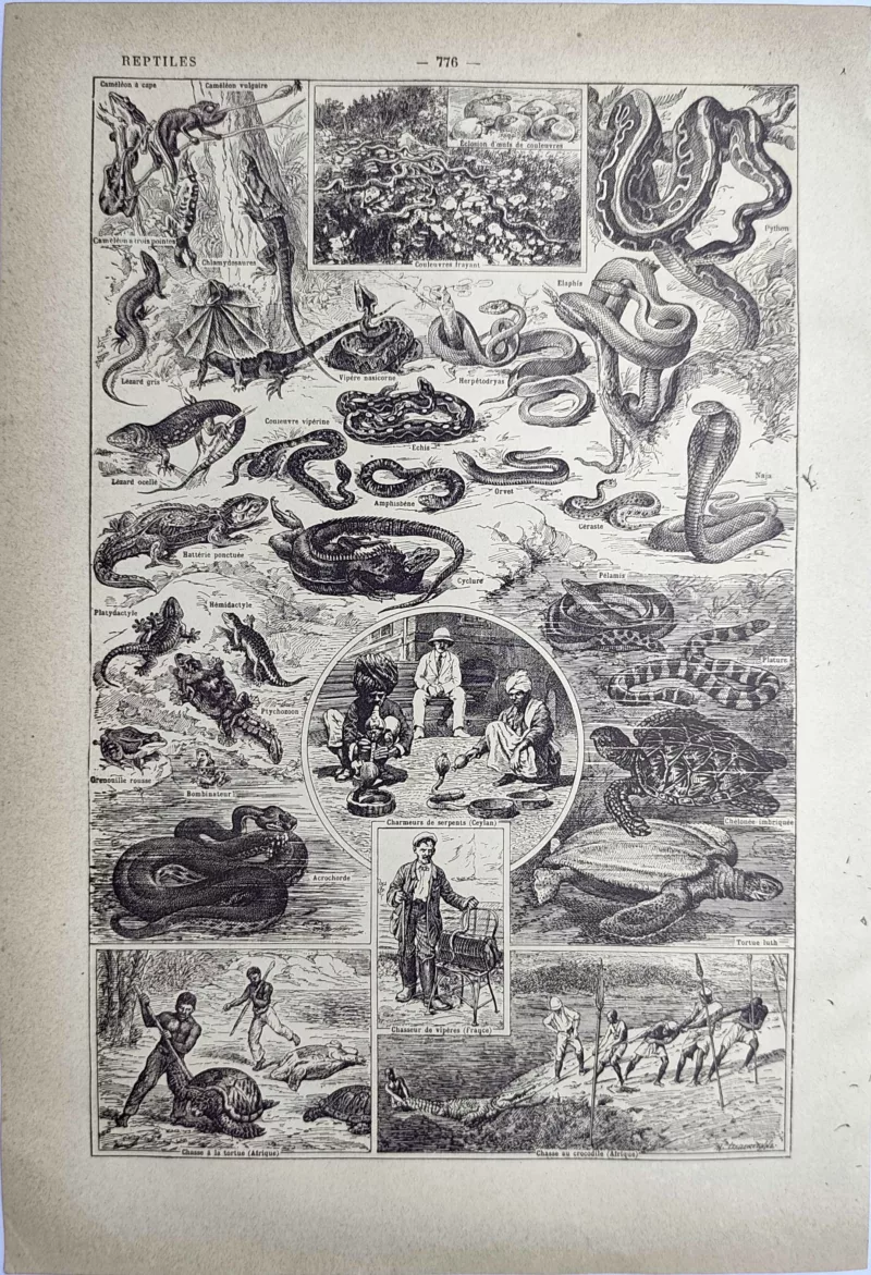 LU21923REPT-V-Reptiles Reptiles, serpents et tortues avec scènes naturalistes, planche ancienne de 1923