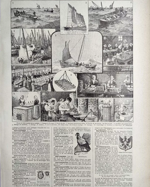 Pêche à la sardine et préparation en conserverie, planche ancienne de 1923