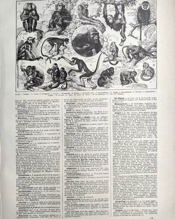 Singes et primates, orang-outan, chimpanzé, gorille et gibbons, planche de 1923