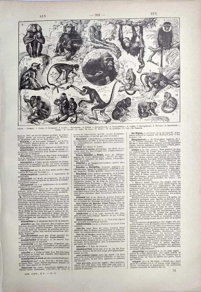 Singes et primates, orang-outan, chimpanzé, gorille et gibbons, planche de 1923
