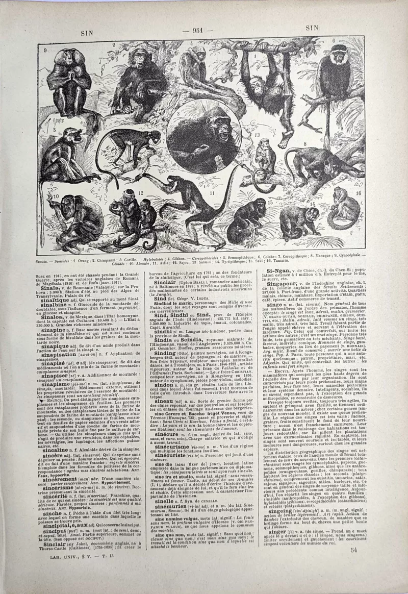 Singes et primates, orang-outan, chimpanzé, gorille et gibbons, planche de 1923