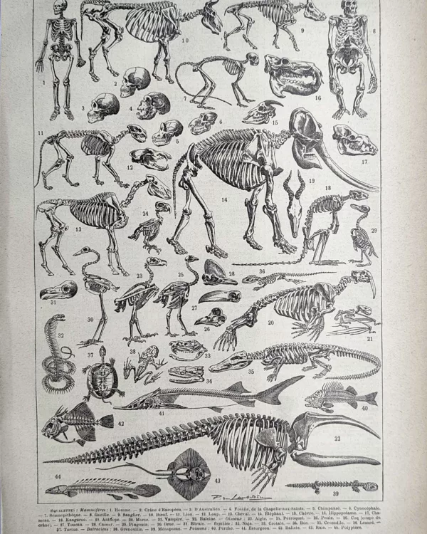 Squelettes humains et animaux, anatomie comparée, planche ancienne de 1923