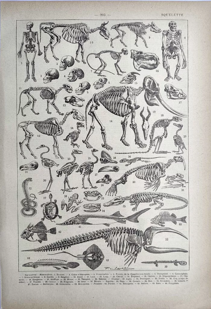 Squelettes humains et animaux, anatomie comparée, planche ancienne de 1923