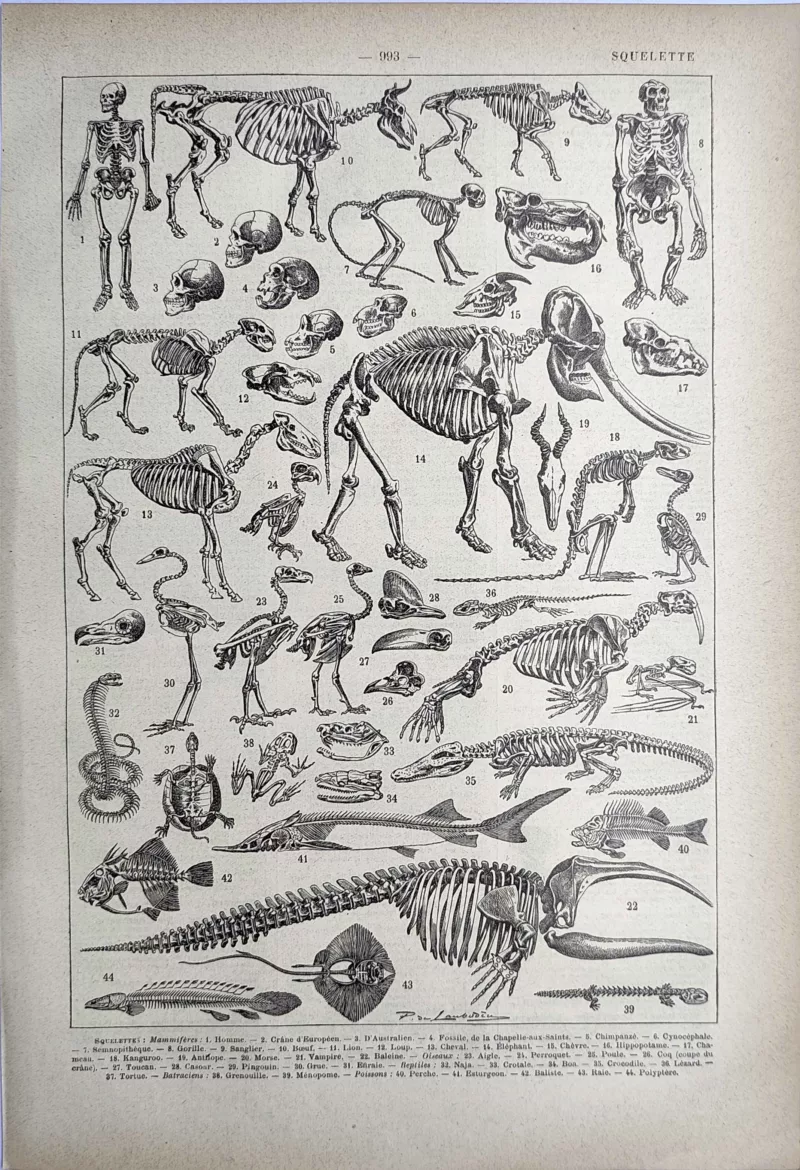 Squelettes humains et animaux, anatomie comparée, planche ancienne de 1923