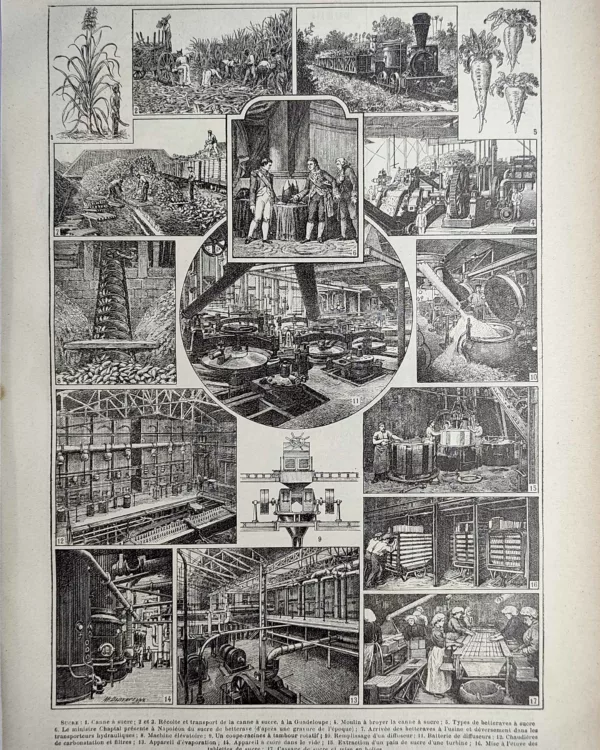 Fabrication du sucre, canne, betterave et sucrerie industrielle, planche de 1923